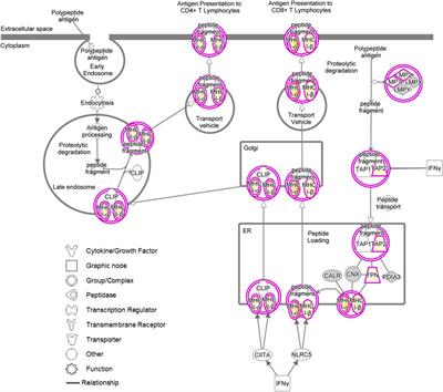 Proteomic Phenotyping of Stimulated Müller Cells Uncovers Profound Pro-Inflammatory Signaling and Antigen-Presenting Capacity